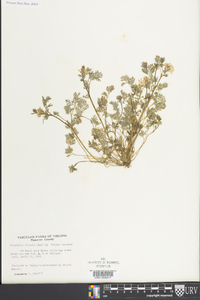 Corydalis flavula image