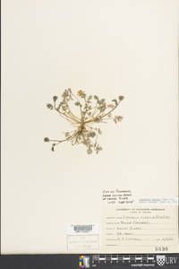 Corydalis flavula image