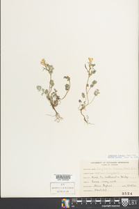 Corydalis flavula image