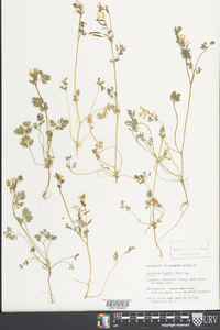 Corydalis flavula image