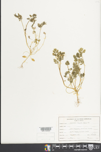 Corydalis flavula image