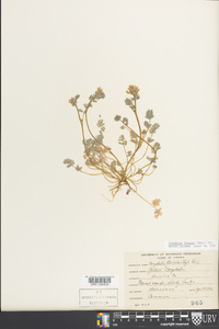 Corydalis flavula image