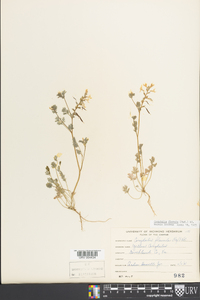 Corydalis flavula image