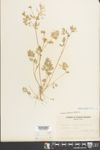 Corydalis flavula image