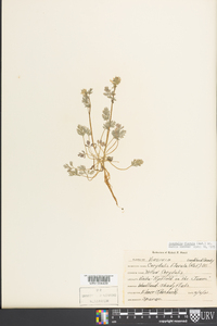 Corydalis flavula image