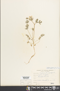 Corydalis flavula image