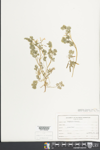 Corydalis flavula image