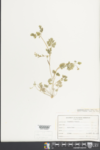 Corydalis flavula image