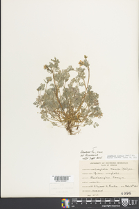 Corydalis flavula image