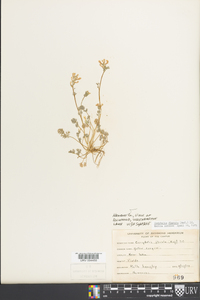 Corydalis flavula image