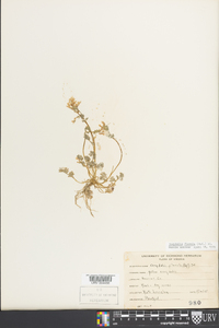 Corydalis flavula image