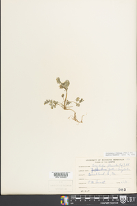 Corydalis flavula image