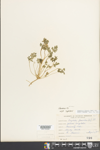 Corydalis flavula image