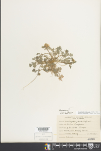 Corydalis flavula image