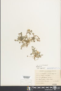 Corydalis flavula image