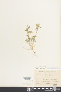 Corydalis flavula image