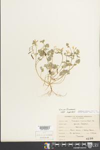 Corydalis flavula image