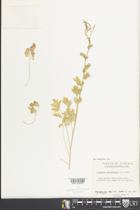 Capnoides sempervirens image