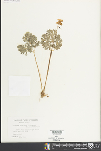 Dicentra cucullaria image