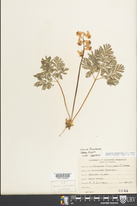 Dicentra cucullaria image