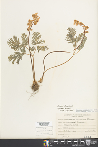 Dicentra cucullaria image