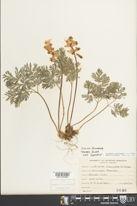 Dicentra cucullaria image