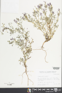 Fumaria officinalis image