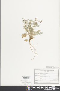 Corydalis flavula image