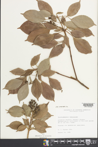 Trochodendron aralioides image