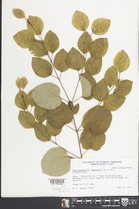 Cercidiphyllum japonicum image