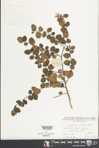 Loropetalum chinense image