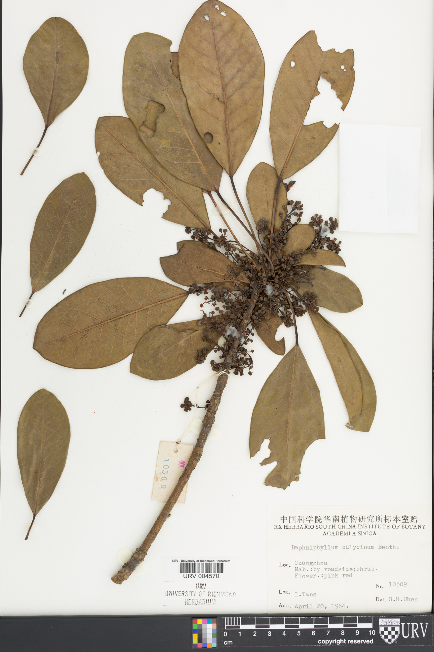 Daphniphyllum image