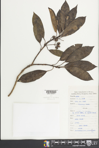 Daphniphyllum glaucescens image