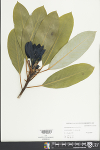 Daphniphyllum macropodum image