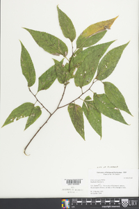 Celtis laevigata image