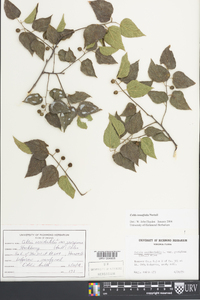 Celtis tenuifolia image