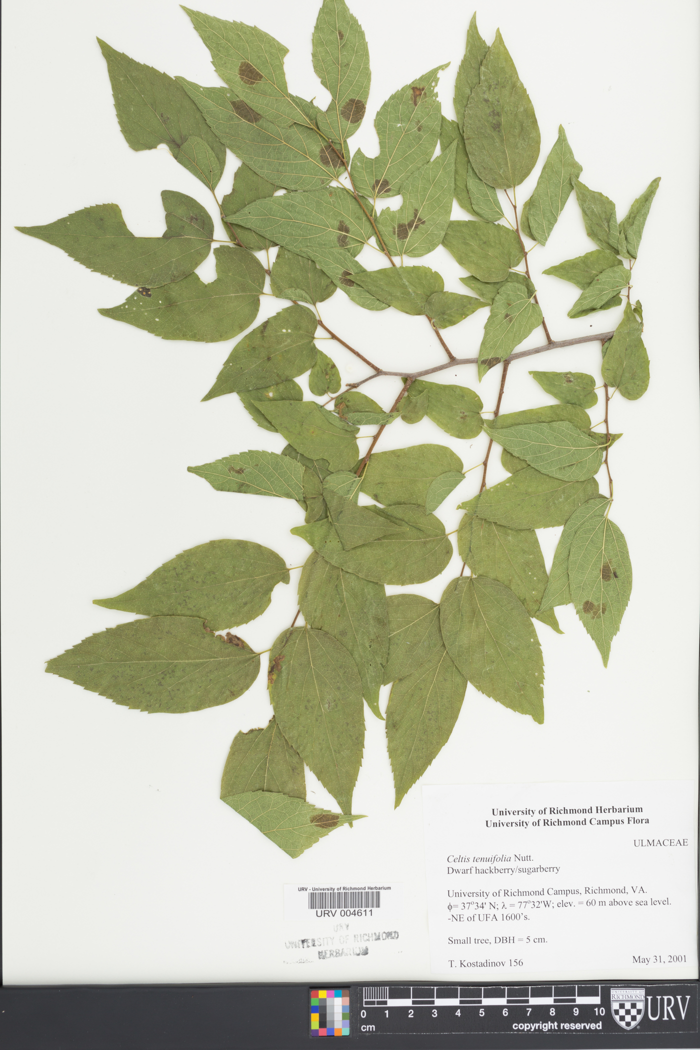 Celtis tenuifolia image