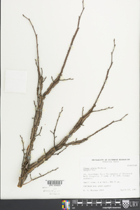 Ulmus alata image