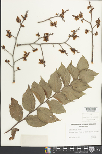 Ulmus alata image