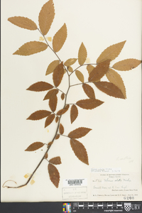 Ulmus alata image