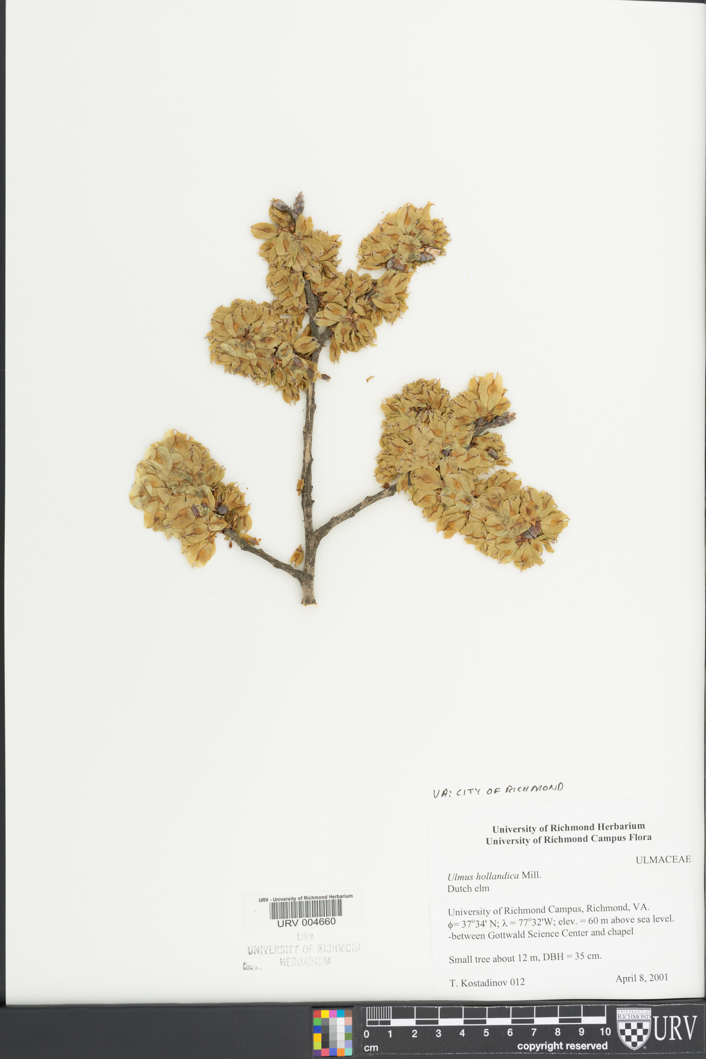 Ulmus hollandica image