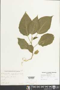 Broussonetia papyrifera image