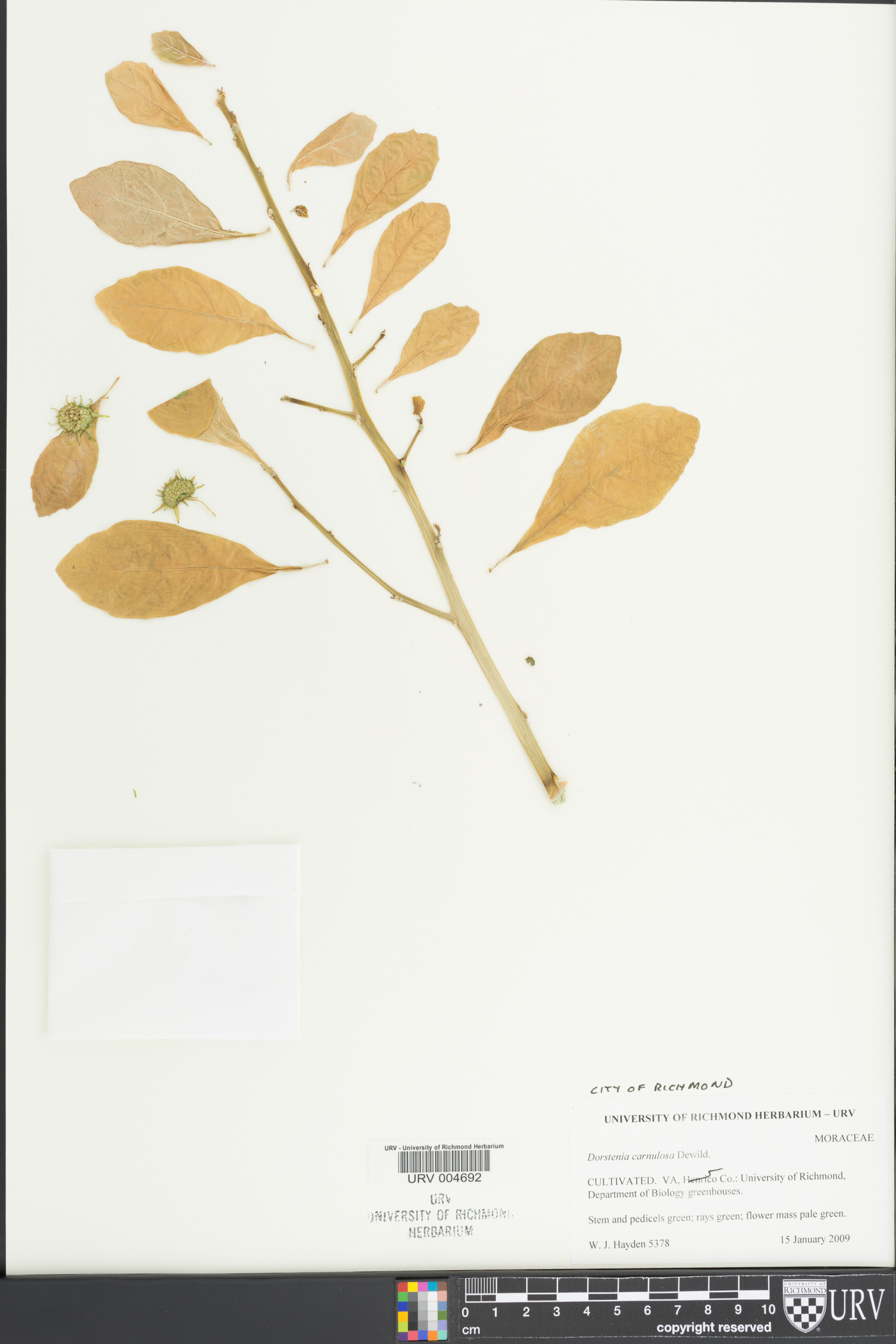 Dorstenia hildebrandtii image