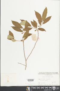 Ficus formosana image