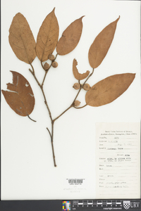 Ficus foveolata image