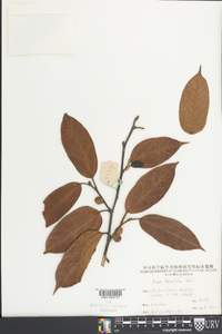 Ficus foveolata image