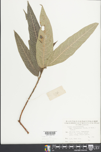 Ficus gasparriniana var. esquirolii image