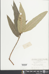 Ficus gasparriniana image