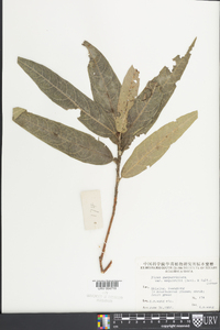 Ficus gasparriniana image