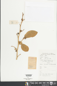 Ficus tinctoria subsp. gibbosa image